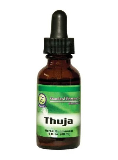 Thuja