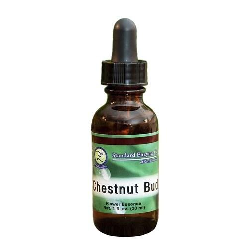 Chestnut Bud Vitamin Standard Enzyme Company 