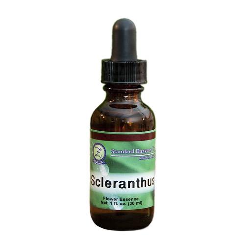 Scleranthus Vitamin Standard Enzyme Company 